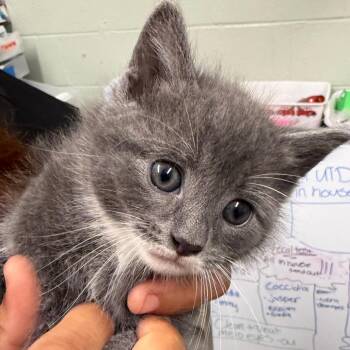 Charles de Fluff -  Domestic Medium Hair Cat for Adoption in Waldorf, Maryland - Charles De Fluff | PetCurious
