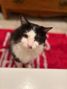 Domestic Long Hair Cats Available for Adoption - Iced Tea | PetCurious