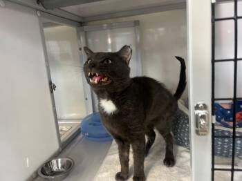 Domestic Short Hair Cats Available for Adoption in Raleigh, North Carolina - King Neptune | PetCurious