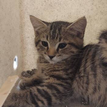 Rescue Domestic Medium Hair Cats for Adoption in Reno, Nevada - Hyde | PetCurious