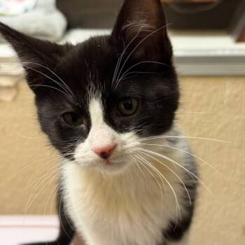 Munch w/ Tina - Sweet & Chatty -  Domestic Short Hair Cat for Adoption in Flagstaff, Arizona - Munch W/ Tina - Sweet & Chatty | PetCurious