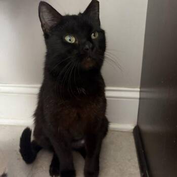 Domestic Short Hair Cats Available for Adoption - Mini | PetCurious