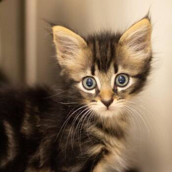 Tia -  Domestic Medium Hair Cat for Adoption in Cumming, Georgia - Tia | PetCurious