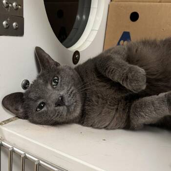 Billy -  Domestic Short Hair Cat for Adoption - Billy | PetCurious