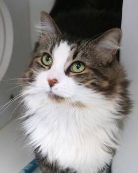 Kitty -  Domestic Medium Hair and Domestic Short Hair Cat for Adoption in Fishers, Indiana - Kitty | PetCurious