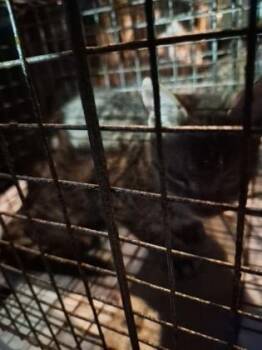 Linickity -  Domestic Medium Hair and Domestic Short Hair Cat for Adoption in Simcoe, Ontario - Linickity | PetCurious