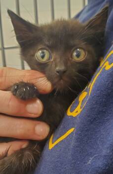 Rescue Domestic Medium Hair Cats for Adoption in Denham Springs, Louisiana - Beans | PetCurious