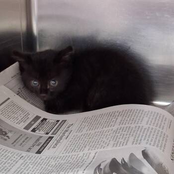 Domestic Long Hair Cats Available for Adoption in Auburn, Alabama - Reese