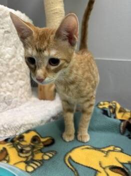 Thelma 797-26 -  Domestic Short Hair Cat for Adoption in Cumming, Georgia - Thelma 797-26 | PetCurious