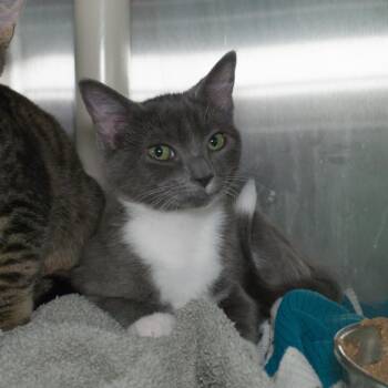 Bird Seed -  Domestic Short Hair Cat for Adoption in Seattle, Washington - Bird Seed | PetCurious