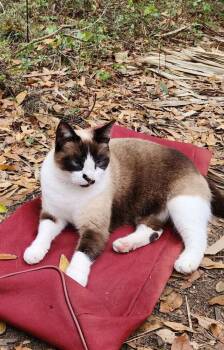 Rescue Snowshoe and Siamese Cats for Adoption in Ocala, Florida - Princess Buttercup | PetCurious