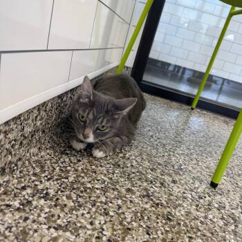 Granite -  Domestic Short Hair Cat for Adoption in Morganton, North Carolina - Granite | PetCurious