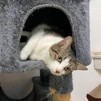 Juniper -  Domestic Short Hair Cat for Adoption in Monroe, Louisiana - Juniper | PetCurious