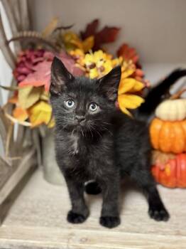 Dunlo -  Domestic Short Hair Cat for Adoption in Seven Valleys, Pennsylvania - Dunlo | PetCurious