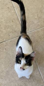 Rescue Calico Cats for Adoption in Spring, Texas - Julia-Riley Fuzzel Petsmart | PetCurious