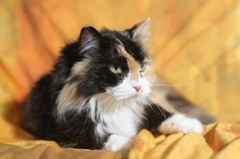 Kaia -  Domestic Medium Hair Cat Available for Adoption in New Prague, Minnesota - Kaia | PetCurious