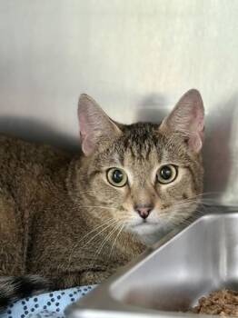 Rescue Domestic Short Hair Cats for Adoption in Winchester, Virginia - Scrunkle | PetCurious