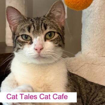 Zoey -  Domestic Short Hair Cat Available for Adoption in Chapel Hill, North Carolina - Zoey | PetCurious