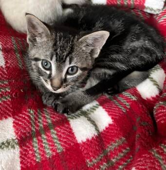 Domestic Short Hair Cats Available for Adoption in Windsor, Connecticut - 2026-09 Frank DeLuca Aka Frank - In Foster | PetCurious