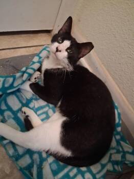Charlie Boy -  Domestic Short Hair Cat for Adoption in San Antonio, Texas - Charlie Boy | PetCurious