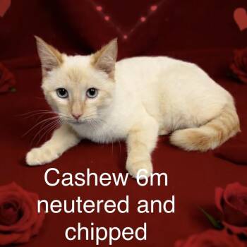 Siamese Cats Available for Adoption - Cashew | PetCurious