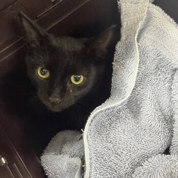 Bubba -  Domestic Short Hair Cat for Adoption in Starkville, Mississippi - Bubba | PetCurious