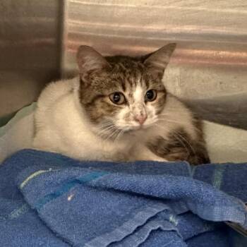 Bensyn (Hedge Hog) -  Domestic Short Hair Cat for Adoption in Greenfield, Indiana - Bensyn (Hedge Hog) | PetCurious