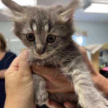 Rescue Domestic Short Hair Cats for Adoption in Buffalo, Wyoming - Penelope | PetCurious