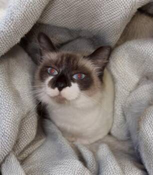 Domestic Medium Hair and Siamese Cats Available for Adoption - Shasta | PetCurious