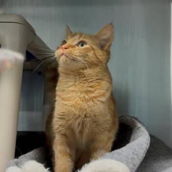 Rescue Domestic Short Hair Cats for Adoption in Marion, North Carolina - Willow | PetCurious