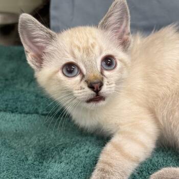 Brozzi -  Domestic Short Hair Cat for Adoption in League City, Texas - Brozzi | PetCurious