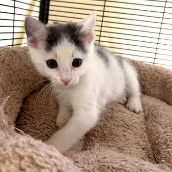 Domestic Short Hair Cats Available for Adoption - Muffin | PetCurious