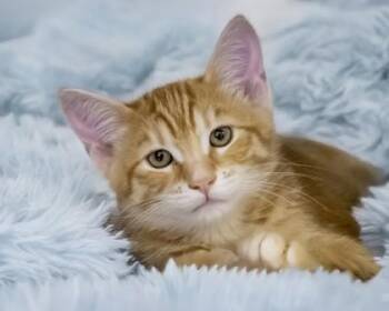 Carrot -  Domestic Short Hair Cat for Adoption in Camano, Washington - Carrot | PetCurious