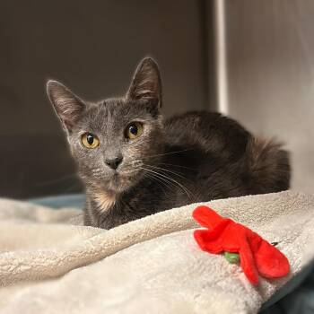 Raviz -  Domestic Short Hair Cat for Adoption in Davenport, Iowa - Raviz | PetCurious
