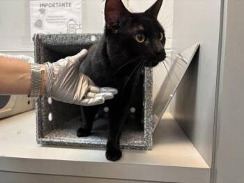 Tsukiko -  Domestic Short Hair Cat for Adoption in New York, New York - Tsukiko | PetCurious