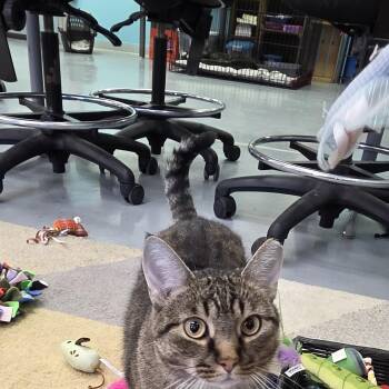 Turbo -  Domestic Short Hair Cat for Adoption in Hartville, Ohio - Turbo | PetCurious