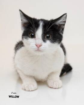 Willow -  Domestic Short Hair Cat for Adoption in Boone, Iowa - Willow | PetCurious