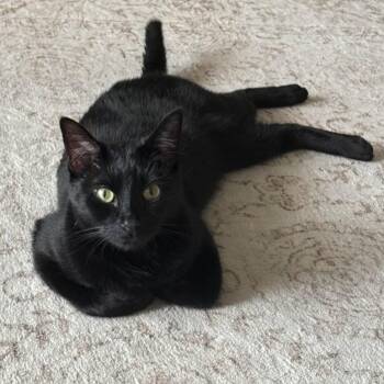 Rescue Domestic Short Hair Cats for Adoption in Morrison, Colorado - Elaine Schmidt | PetCurious