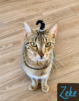 Zeke -  Domestic Short Hair Cat for Adoption in Englewood, Florida - Zeke | PetCurious