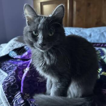 Billie -  Domestic Short Hair Cat for Adoption in Ashland, Oregon - Billie | PetCurious