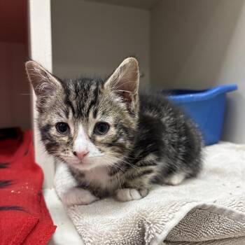 Superman -  Domestic Short Hair Cat for Adoption in Fairport, New York - Superman | PetCurious