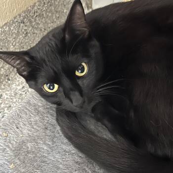 Ripley -  Domestic Short Hair Cat for Adoption in Columbia, Illinois - Ripley | PetCurious