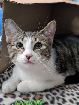 Evangaline -  Domestic Short Hair Cat for Adoption in Tilton, Illinois - Evangaline | PetCurious