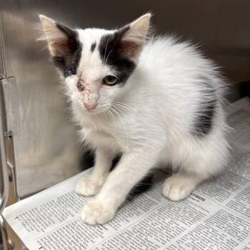 Itsy -  Domestic Short Hair Cat for Adoption in Corpus Christi, Texas - Itsy | PetCurious