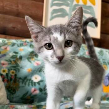 Hashbrown Sunnyside -  Tabby and Domestic Short Hair Cat for Adoption in Friendswood, Texas - Hashbrown Sunnyside | PetCurious