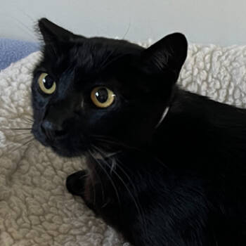 Rescue Domestic Short Hair Cats for Adoption in Hawthorne, California - Luz | PetCurious