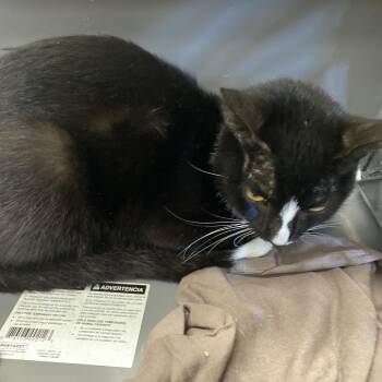 Domestic Short Hair Cats Available for Adoption in Memphis, Tennessee - Charles | PetCurious