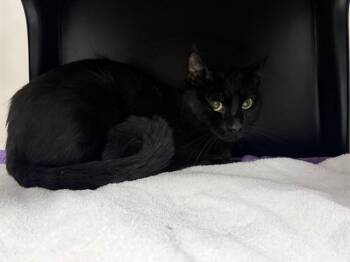 PANTHER -  Domestic Short Hair Cat for Adoption in Ontario, California - PANTHER | PetCurious
