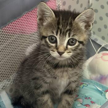 Whimsy -  Domestic Short Hair Cat for Adoption in San Antonio, Texas - Whimsy | PetCurious