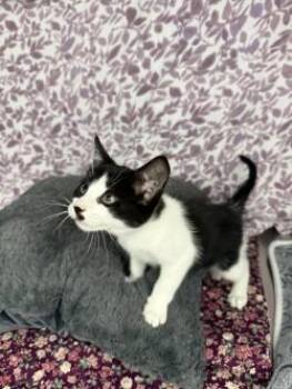 Zuri* -  American Shorthair Cat for Adoption in Standish, Michigan - Zuri* | PetCurious